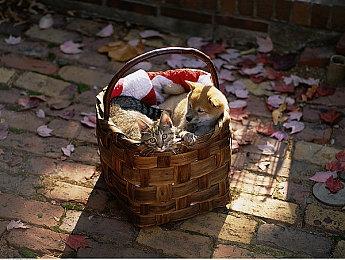 《霍格沃茨之遗》玩家游戏总时长已经突破2.6亿小时